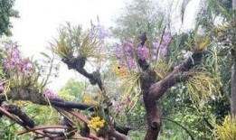 游客爆料石斛的视频播放,石斛生长过程，神奇疗效引关注